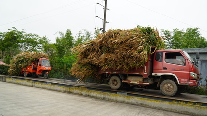 龍孔鎮 “秸”盡所能，推進資源循環利用與生物有機肥料研發